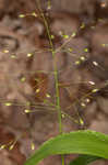 Variable panicgrass